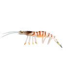 Lure